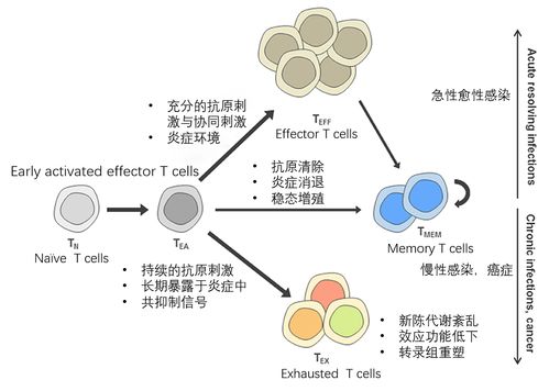 利用質譜流式技術深層次研究耗竭的t細胞
