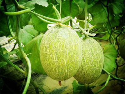 濟南市振興十大農業特色產業暨“菜籃子”工程現場推進會走進刁鎮
